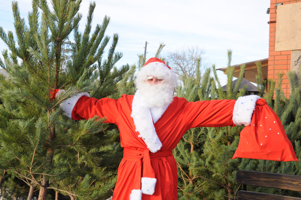 Искусственные елки Дед Мороз покупать не советует