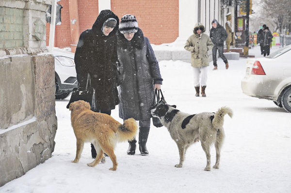 В городе объявлен карантин
