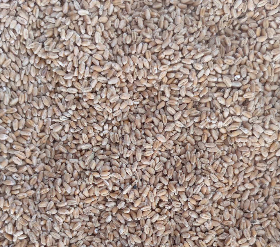 За месяц отгружено свыше 30 тысяч тонн зерна на экспорт