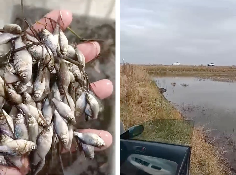 Помогите рыбе вернуться в водоемы!