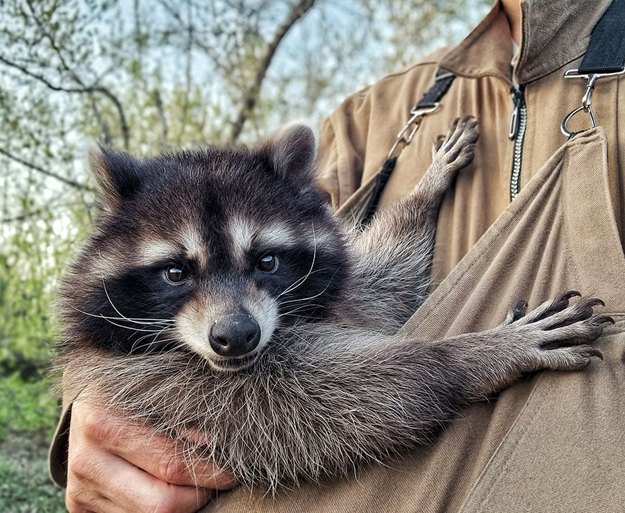 Енот в самом расцвете сил, или Как Торнадо гуляет по квартире семь лет