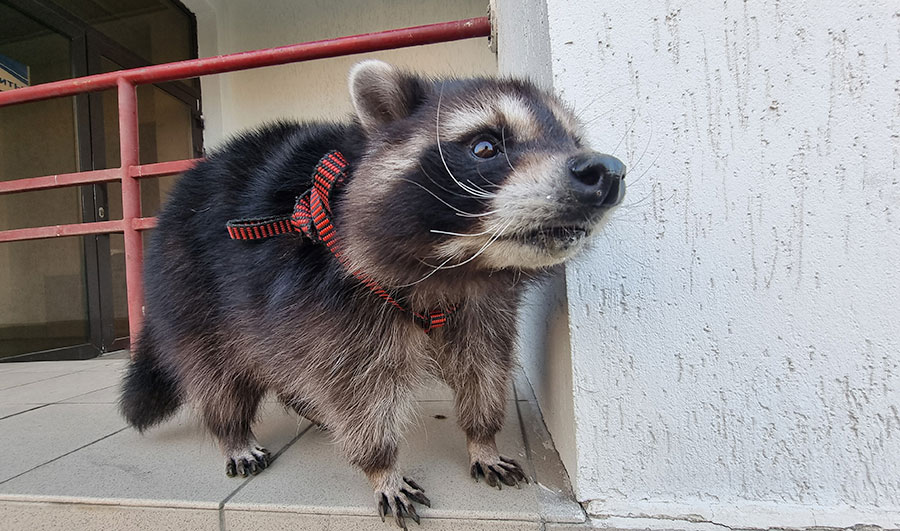 Енот в самом расцвете сил, или Как Торнадо гуляет по квартире семь лет
