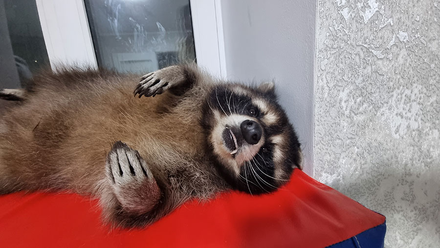 Енот в самом расцвете сил, или Как Торнадо гуляет по квартире семь лет