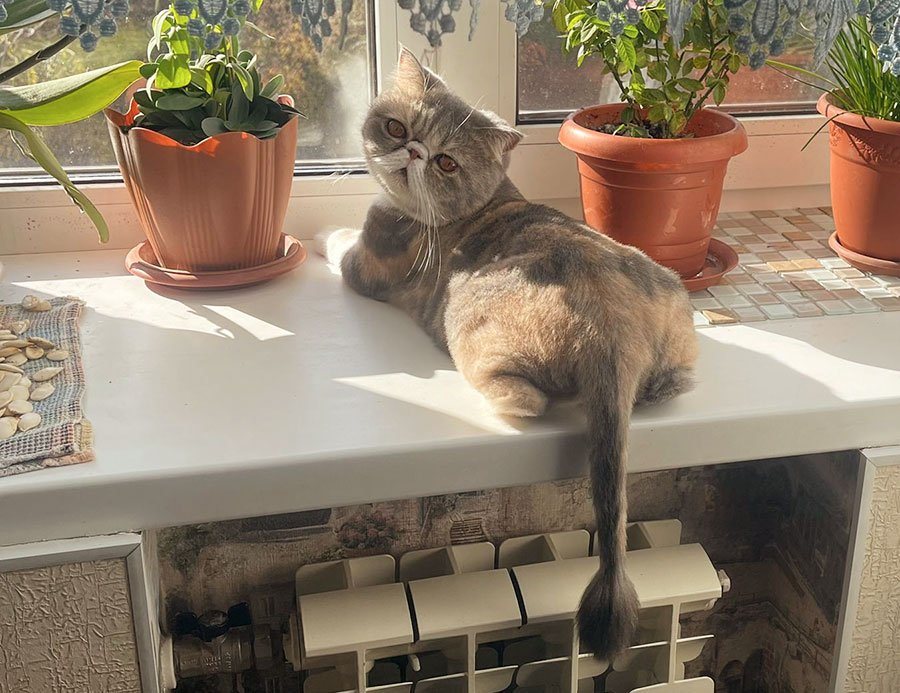 Любовь к пакетам передается по наследству