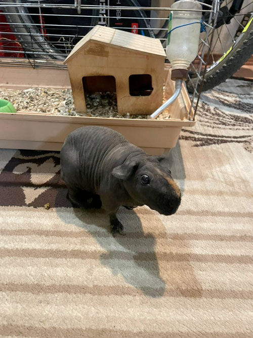 Свинка превратилась в будильник