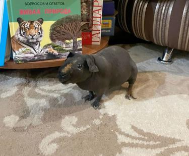 Свинка превратилась в будильник