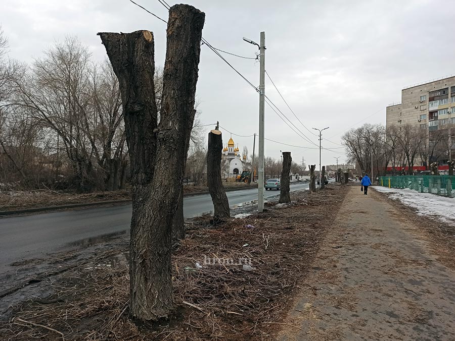 Когда деревья были большими...