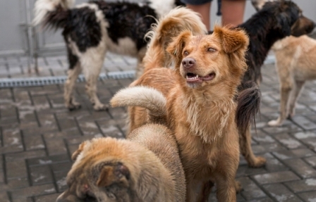 За пять дней бездомные собаки покусали 24 жителей Орска