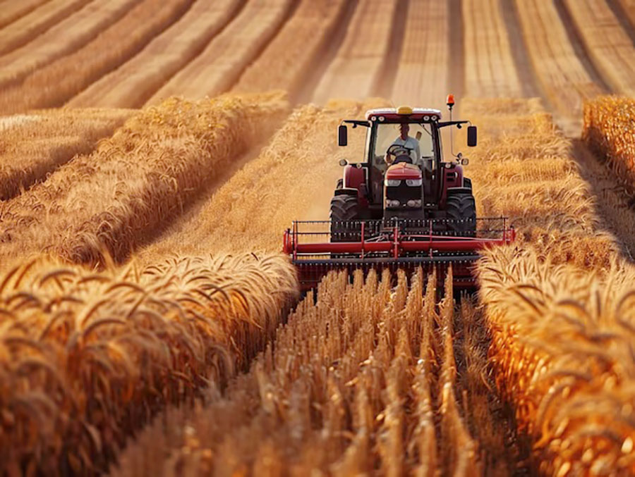 Кто такой рыжик и с чем его едят