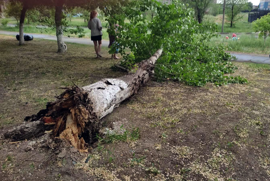 Ураганом не прибьет, так деревом зашибет