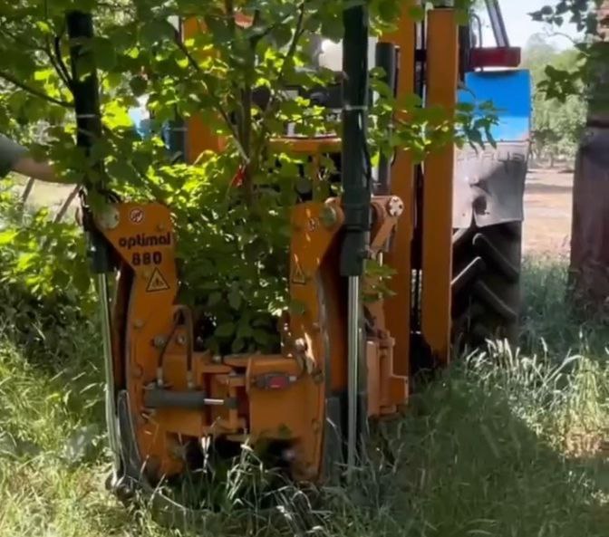 Деревья переехали на новое место