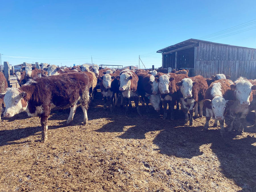 Дорогая моя Буренка. Как стоимость ГСМ влияет на цену мяса