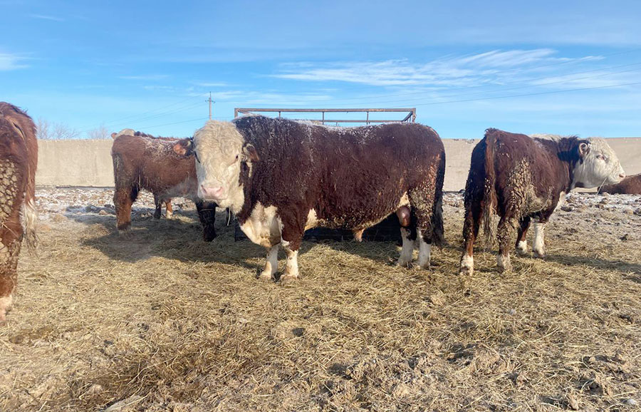 Дорогая моя Буренка. Как стоимость ГСМ влияет на цену мяса