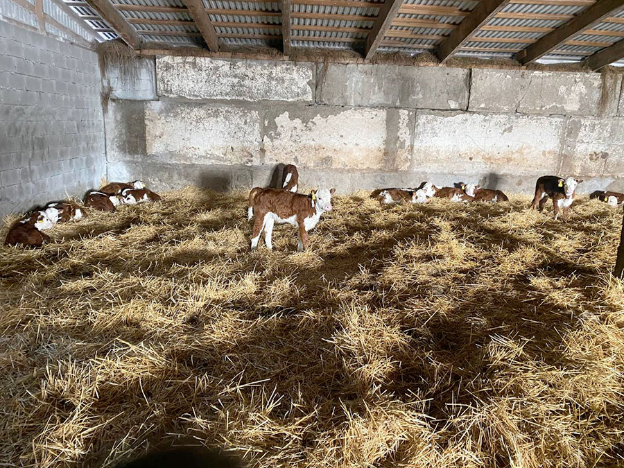 Дорогая моя Буренка. Как стоимость ГСМ влияет на цену мяса