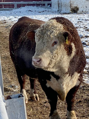 Дорогая моя Буренка. Как стоимость ГСМ влияет на цену мяса