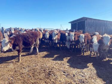 Дорогая моя Буренка. Как стоимость ГСМ влияет на цену мяса