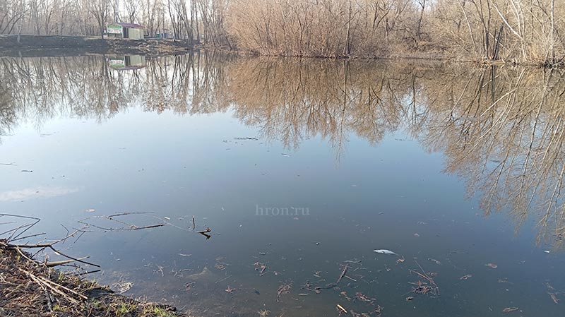 Под водой не надышишься. В озере Песчаном погибла рыба