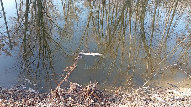 Под водой не надышишься. В озере Песчаном погибла рыба