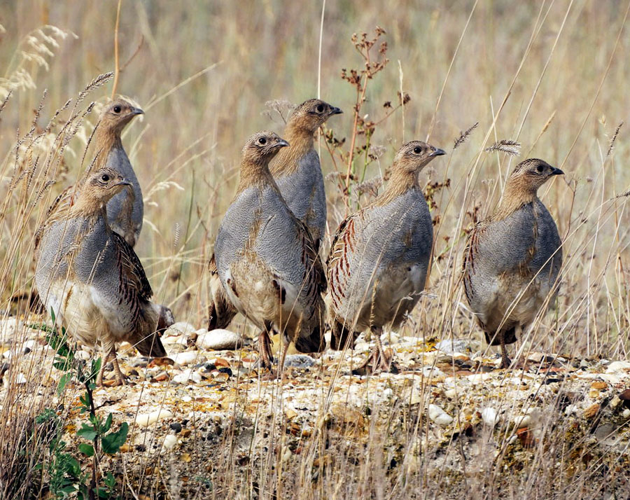 Птицы границ не знают Анатолий Давыгора о том, как пернатые строят маршруты и летят на юг