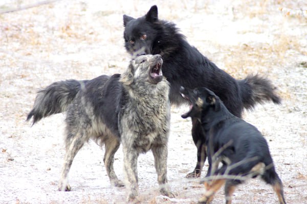 Карантин по бешенству введен в Оренбуржье