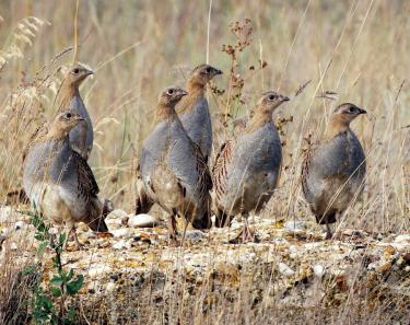 Птицы границ не знают
