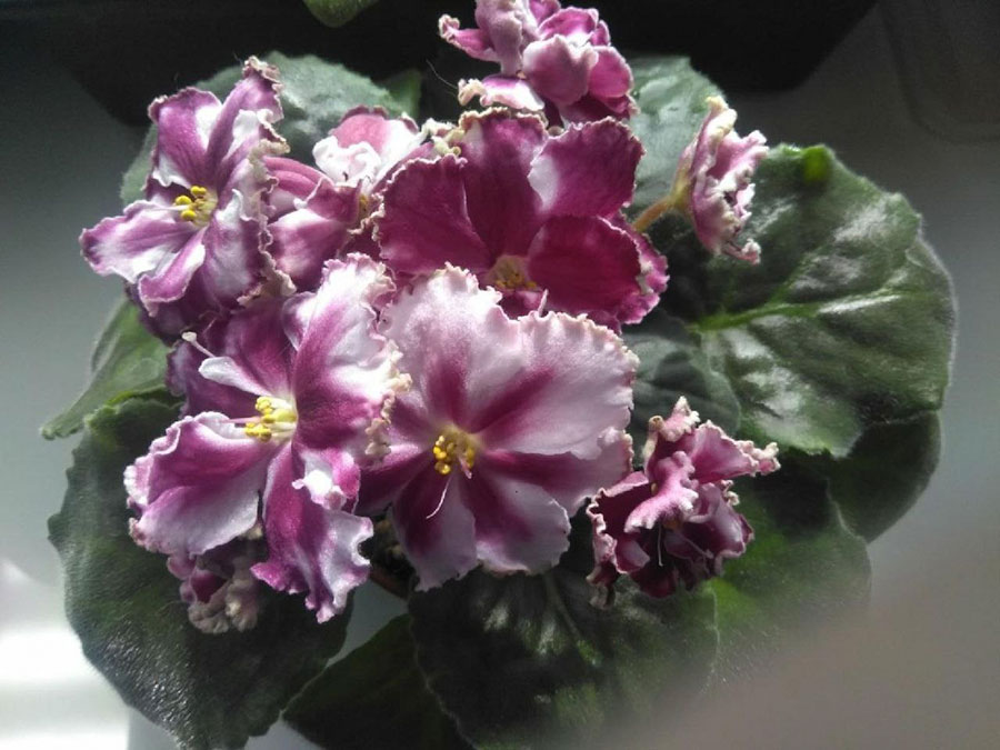 Внимание! Фиалка! Раиса Емец о том, как вырастить сенполию