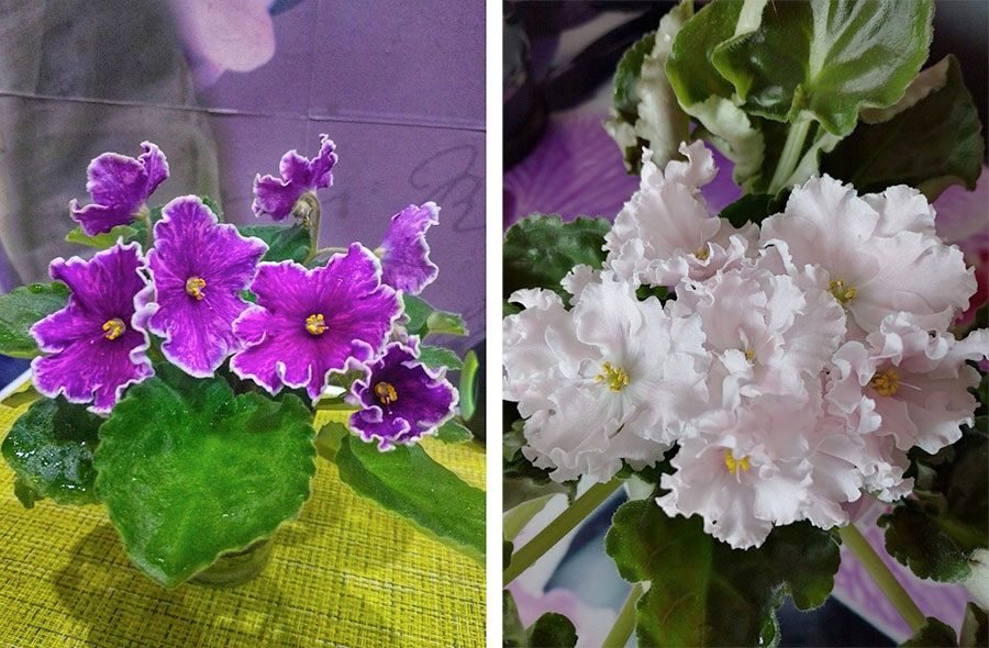 Внимание! Фиалка! Раиса Емец о том, как вырастить сенполию