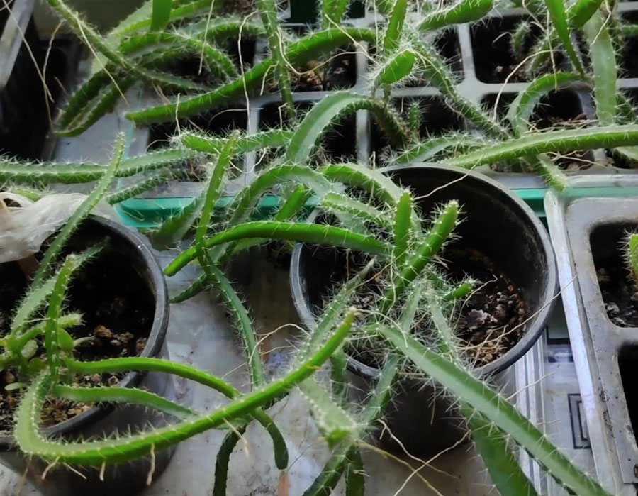 Африканцы прописались в орской квартире