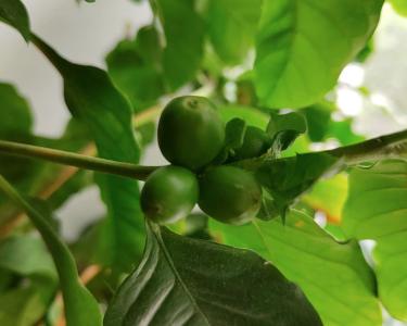 Африканцы прописались в орской квартире