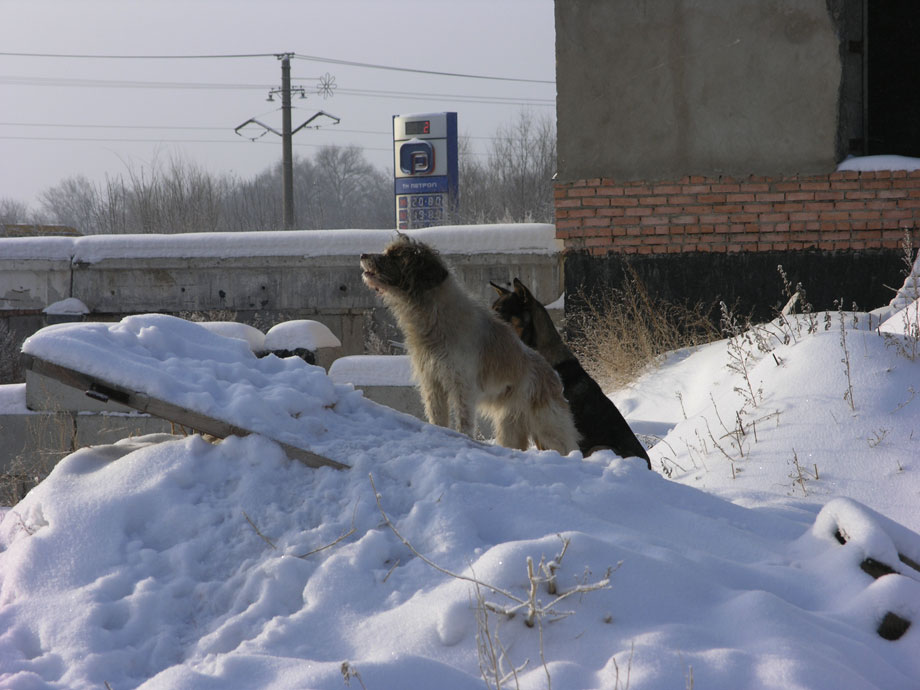 Собаки повезет. Приют для собак Орск,фото собак из Орского приюта. Собак везут на новую землю ДК Бугрино. Адрес приюта для собак в Оренбургской области в Домбаровском районе.