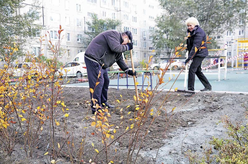 Кизильник появился у девятиэтажек 