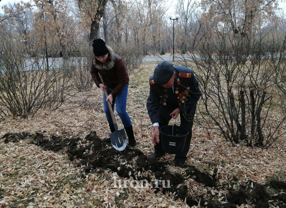 Каштановая аллея станет реальностью