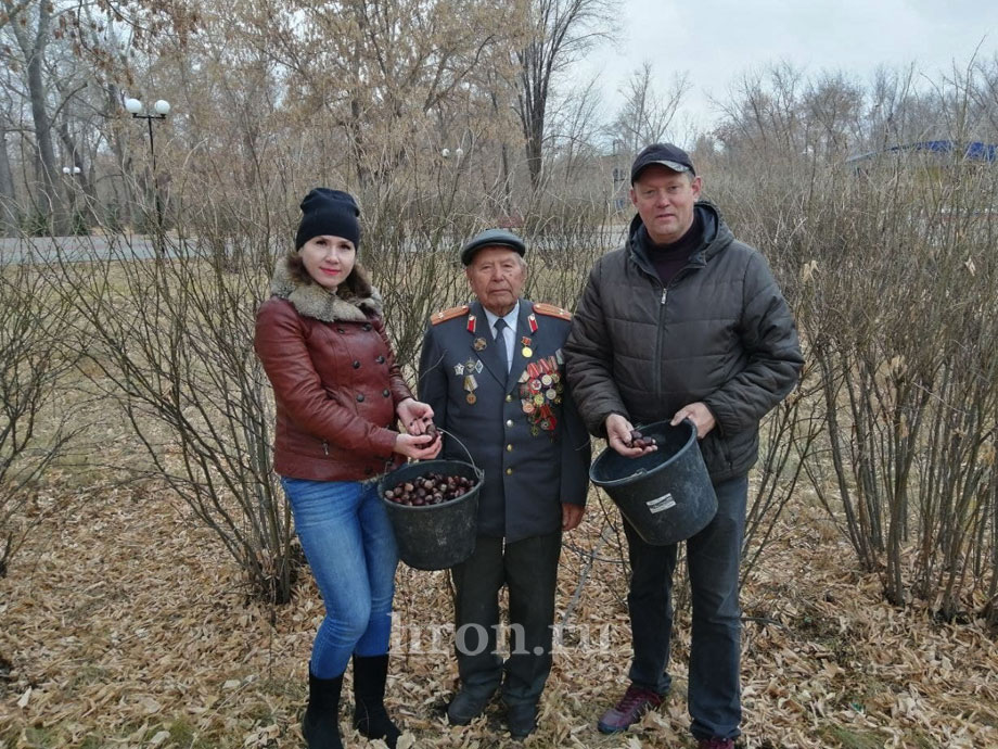 Каштановая аллея станет реальностью