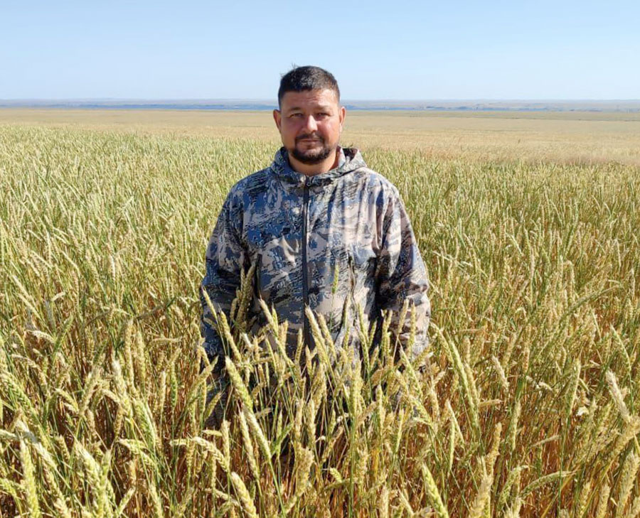В поисках рационального зерна. Аграриям приходится лавировать на рынке сбыта