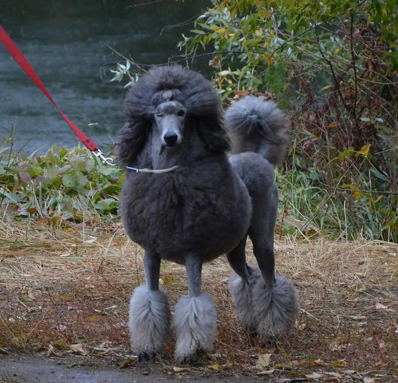 Две королевы