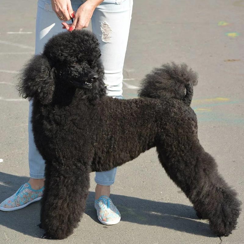 Две королевы