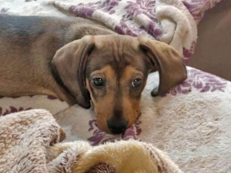 Две королевы