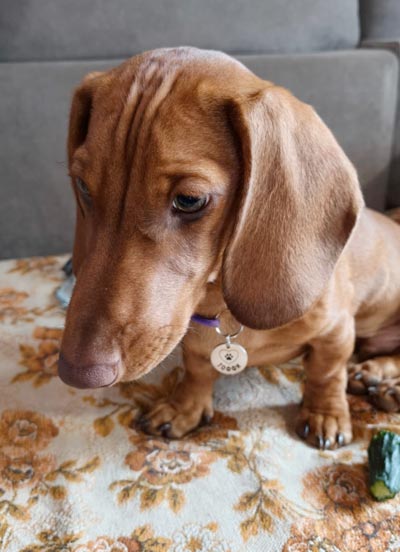 Две королевы