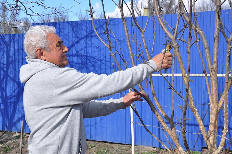 Яблоко от яблони. Как Шаукат Минлибаев мичуринцем стал
