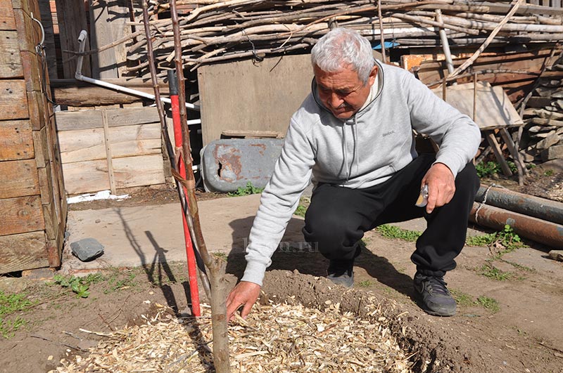 Яблоко от яблони. Как Шаукат Минлибаев мичуринцем стал