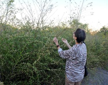 Кто виноват в том, что вредители атаковали орские карагачи