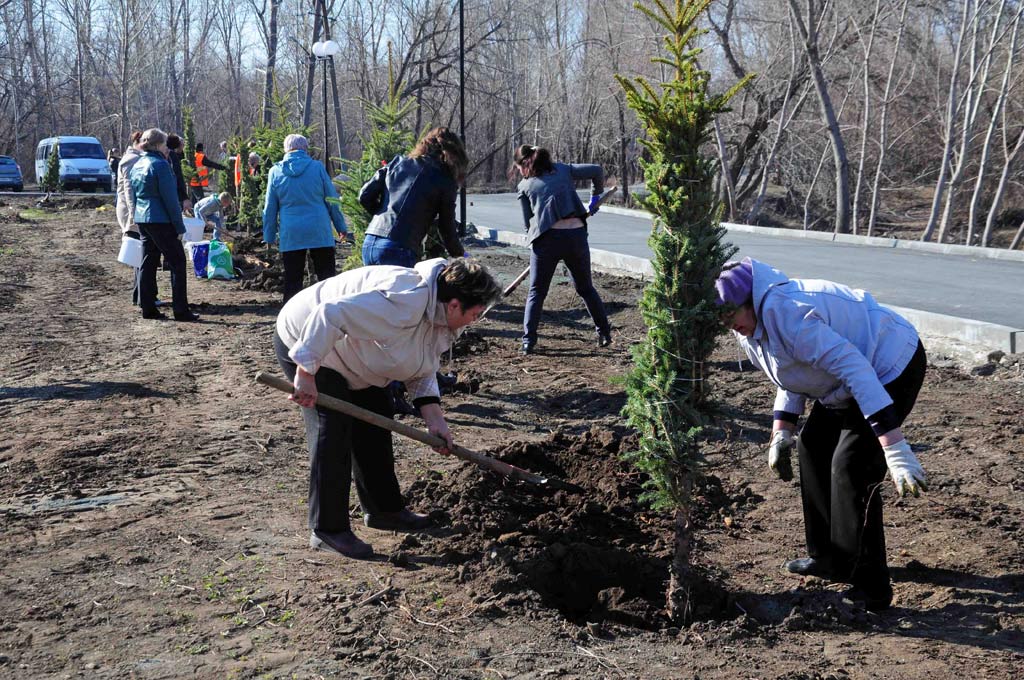 Аллея в голубом. В парке строителей высадят 300 елей