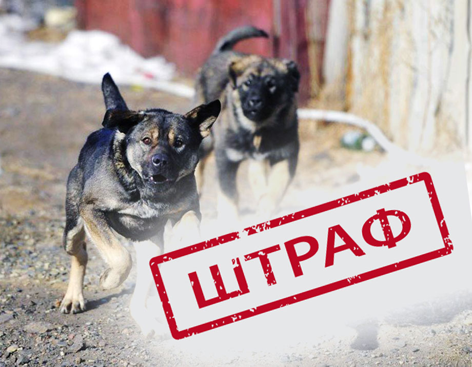 Депутат предложил ввести штрафы за выброшенных собак