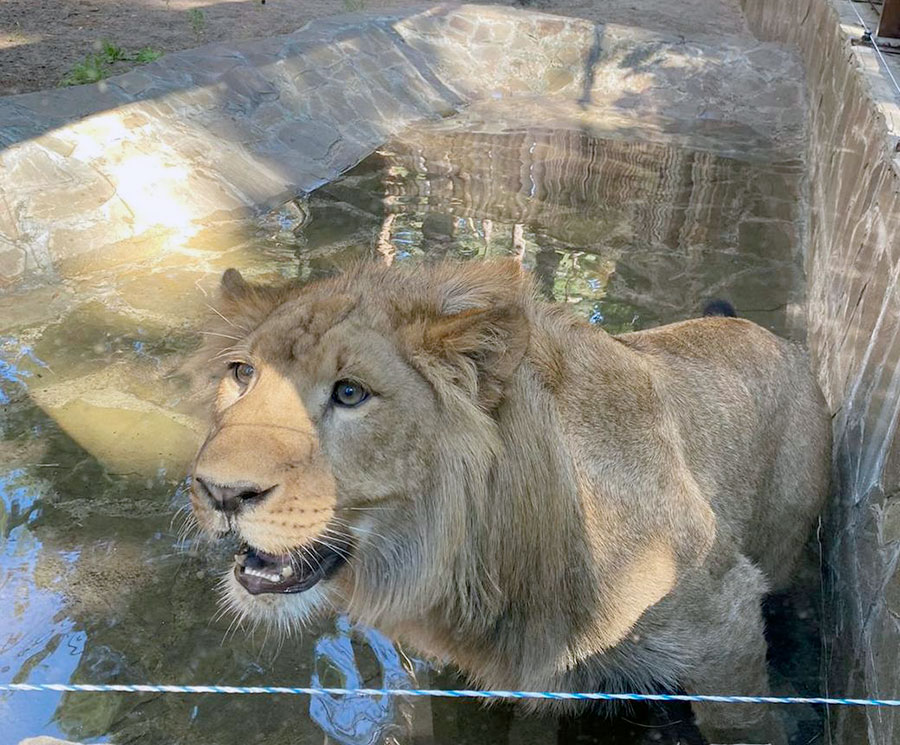 Спасенный львенок стал любимцем посетителей зоопарка