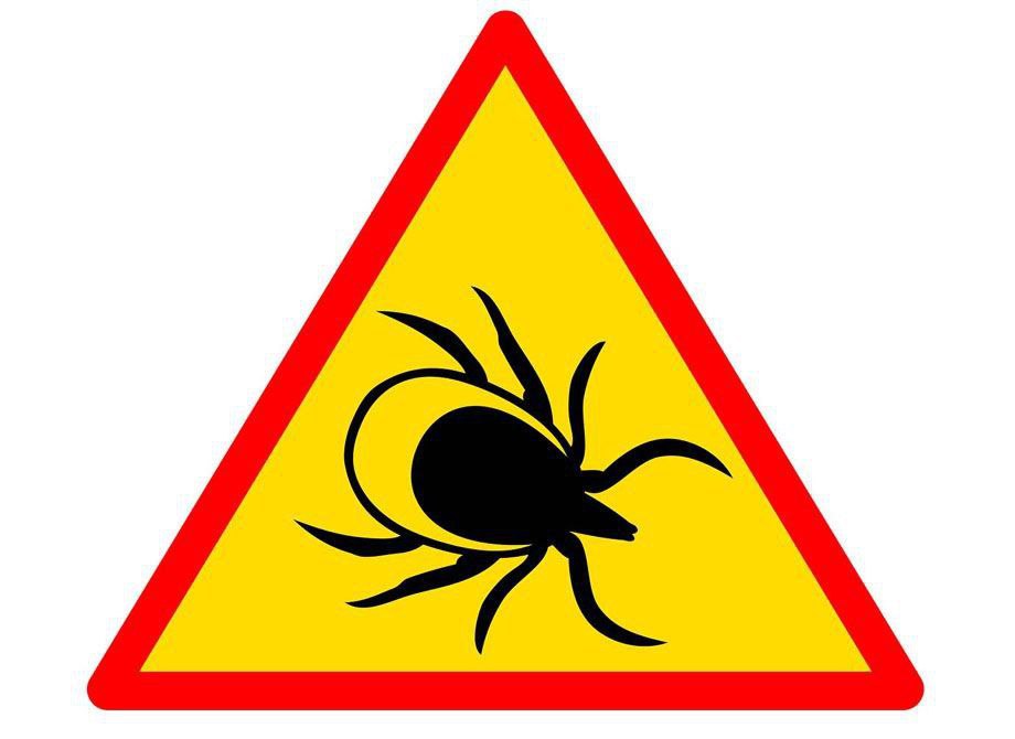 Увеличивается число заболевших клещевыми инфекциями
