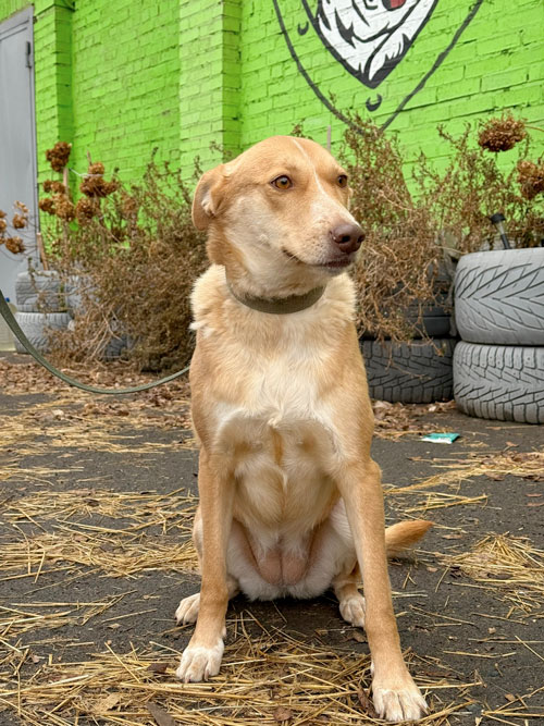 Из-за чего сердце хоккеиста бьется чаще?