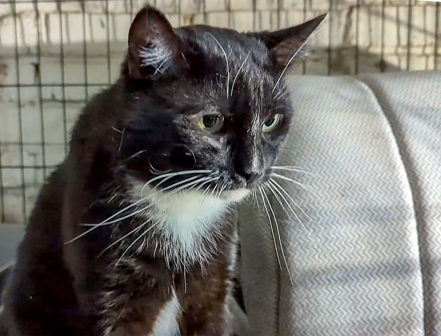 Как аристократ дом нашел