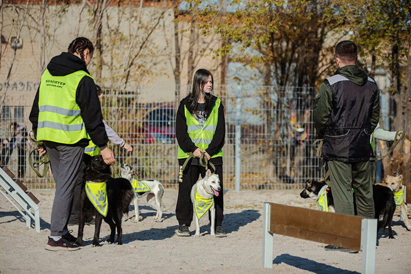 Собачье сердце, или Как бороться с лаем и непослушанием?