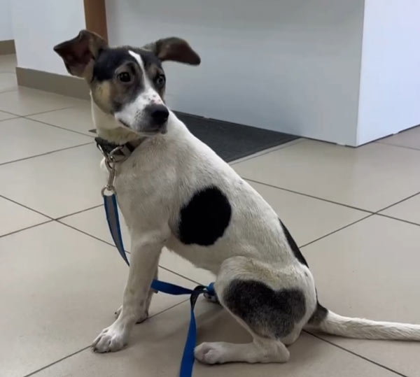 Собачье сердце, или Как бороться с лаем и непослушанием?