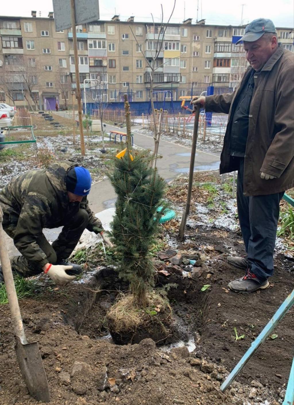 Двор украсили ели и березки